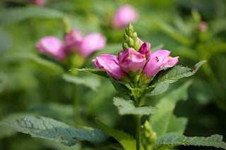 Chelone obliqua <br>PINK TURTLEHEAD CHELONE