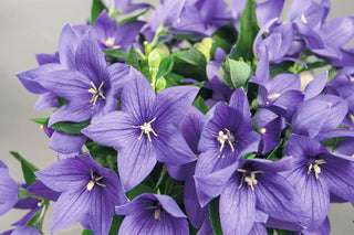 Platycodon grandiflorus <br>COMPACT BALLOON FLOWER POP STAR BLUE