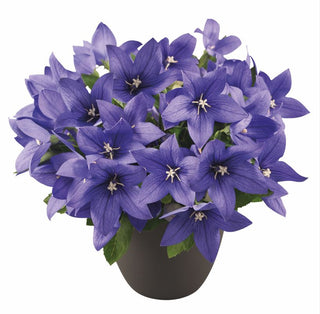Platycodon grandiflorus <br>COMPACT BALLOON FLOWER POP STAR BLUE
