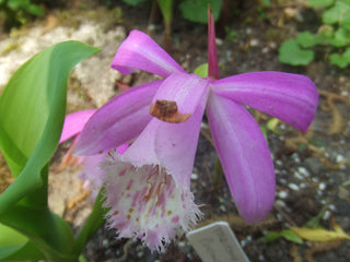 Pleione limprichtii <br>PLEIONE ORCHID MIX, PEACOCK ORCHID