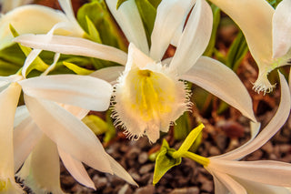 Pleione limprichtii <br>PLEIONE ORCHID MIX, PEACOCK ORCHID