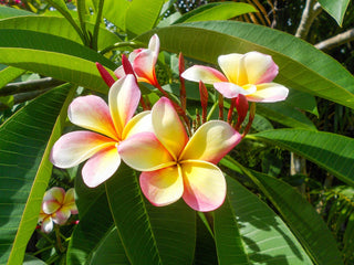Plumeria rubra <br>PLUMERIA CREAM & PINK