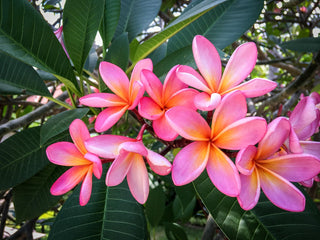 Plumeria rubra <br>PLUMERIA MIX