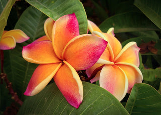 Plumeria rubra <br>PLUMERIA LARGE FLOWER PINK & YELLOW