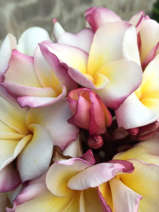 Plumeria rubra <br>PLUMERIA MIX