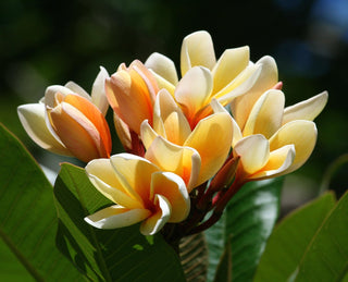 Plumeria obtusa <br>PLUMERIA CORAL CREAM
