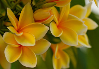 Plumeria rubra <br>PLUMERIA YELLOW