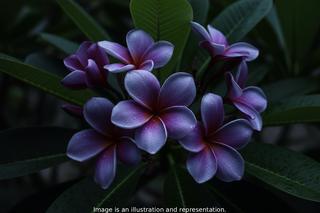 Plumeria rubra <br>PLUMERIA DARK BLUE