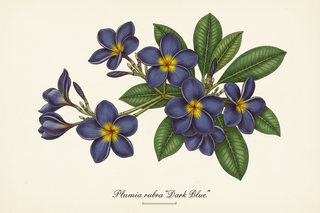 Plumeria rubra PLUMERIA DARK BLUE