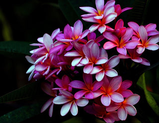 plumeria violet blue