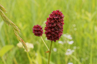 Sanguisorba menziesii <br>BURNET