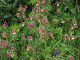 Geum rivale <br>WATER AVENS