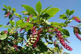 Phytolacca americana <br>POKEWEED