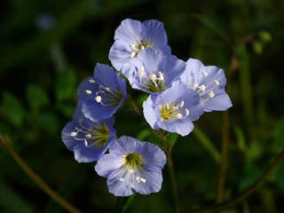 Polemonium reptans <br>CREEPING JACOB'S LADDER, GREEK VALERIAN