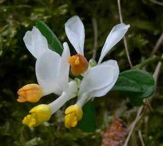 Polygala chamaebuxus <br>SHRUBBY MILKWORT