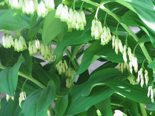 Polygonatum canaliculatum <br>GIANT SOLOMON'S SEAL