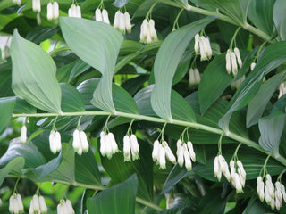 Polygonatum canaliculatum <br>GIANT SOLOMON'S SEAL