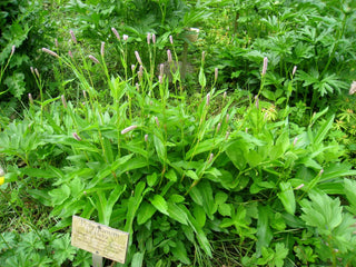 Polygonum bistorta <br>SNAKEROOT