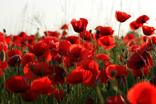 Papaver rhoeas <br>FLANDERS POPPY, CORN POPPY