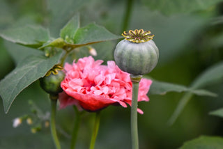 Papaver paeoniflorum <br>POPPY 'FLEMISH ANTIQUE'