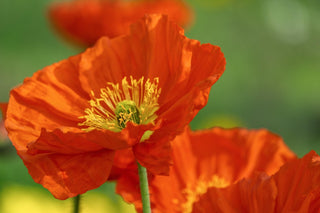 Papaver nudicaule, Oreomecon nudicaulis <br>ICELAND POPPY ORANGE CHAMPAGNE BUBBLES