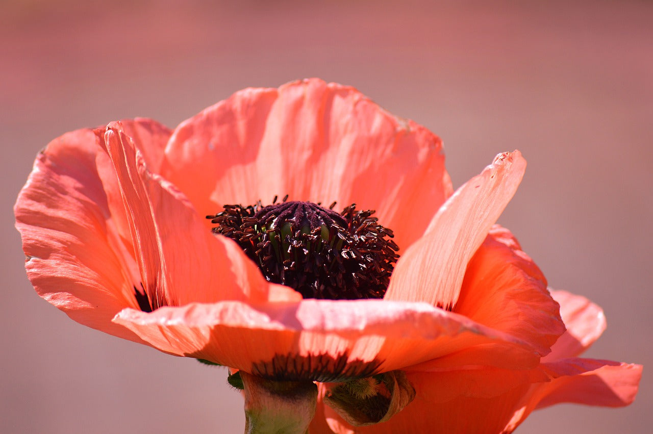 Mixed Colors Oriental Poppy Seeds – Papaver Orientale (500 Seeds) Non-GMO