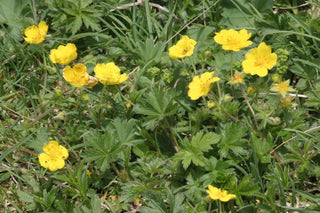 Potentilla crantzii <br>CINQUEFOIL