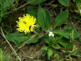 Hieracium pilosella <br>MOUSE-EAR HAWKWEED