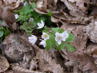 Isopyrum thalictroides <br>FALSE BLUE ANEMONE