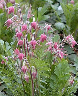 Geum triflorum <br>PRAIRIE SMOKE, AVENS