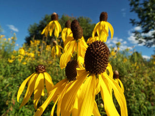 Ratibida pinnata <br>YELLOW PRAIRIE CONEFLOWER, GREYHEAD CONEFLOWER