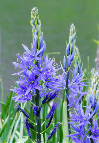 Camassia leichtlinii ssp suksdorfii <br>GIANT BLUE CAMAS