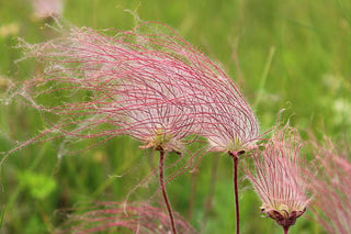 Geum triflorum <br>PRAIRIE SMOKE, AVENS