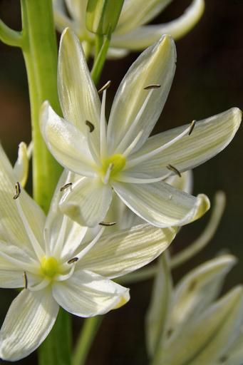 white camas lily Camassia leichtlinii alba WHITE CAMAS – Ferri Seeds