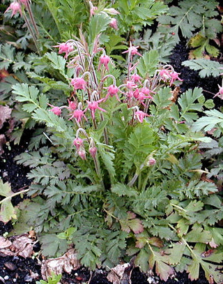 Geum triflorum <br>PRAIRIE SMOKE, AVENS