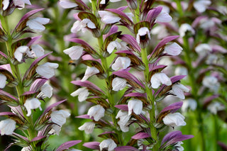 Acanthus spinosus <br>SPINY BEAR'S BRITCHES