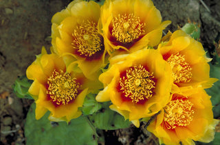 Opuntia humifusa, Opuntia compressa <br>PRICKLY PEAR CACTUS, EASTERN DEVIL'S TONGUE, INDIAN FIG