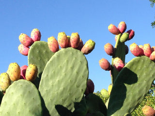 Opuntia ficus-indica <br>PRICKLY PEAR