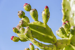 Opuntia ficus-indica <br>PRICKLY PEAR