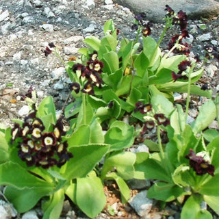 PRIMROSE <br>Primula pubescens