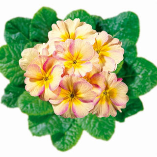 Primula vulgaris, Primula acaulis <br>PRIMROSE CHAMPAGNE