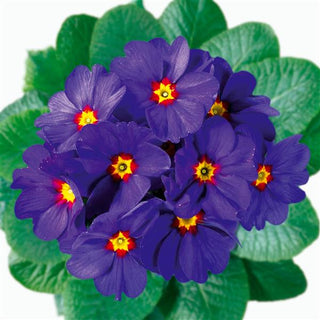 Primula vulgaris, Primula acaulis <br>PRIMROSE BLUE WITH RED