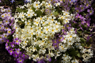 Primula vulgaris <br>WILD PRIMROSE