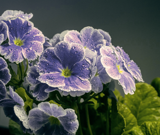 Primula obconica <br>PRIMROSE GERMAN BLUE & WHITE