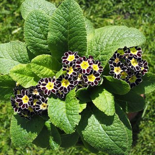 Primula vulgaris <br>PRIMROSE VICTORIAN LACE MIX