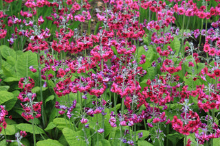 Primula japonica <br>PRIMROSE