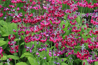 Primula japonica <br>PRIMROSE MAGENTA-RED