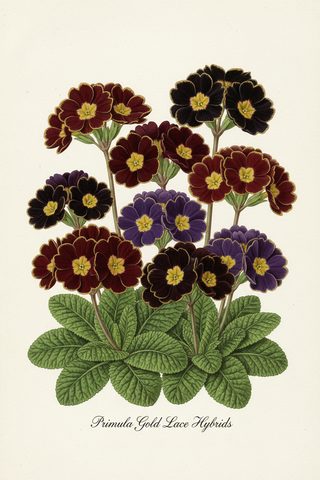 Primula vulgaris <br>PRIMROSE VICTORIAN LACE MIX