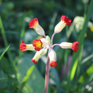 Primula florindae <br>GIANT TIBETAN PRIMROSE ORANGE