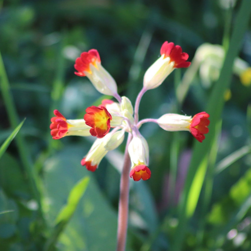 Primula florindae GIANT TIBETAN PRIMROSE MIX – Ferri Seeds